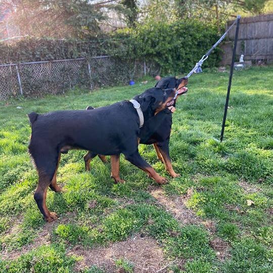 Tether Tug - Wholesale Pet Rope Toy - Dog - Big Outdoor Tether Tug