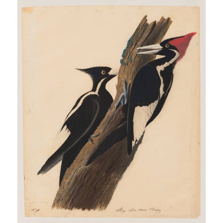 Independent Publishers Group - Wholesale Middle Grade Book (9-12) - John Audubon and the World of Birds for Kids1