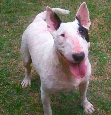 VANCA CRAFT - Wholesale Sleutelhanger - Uniseks - Bullterriër Leren Honden Huisdier Handgemaakte Sleutelhanger Tas Bedel4