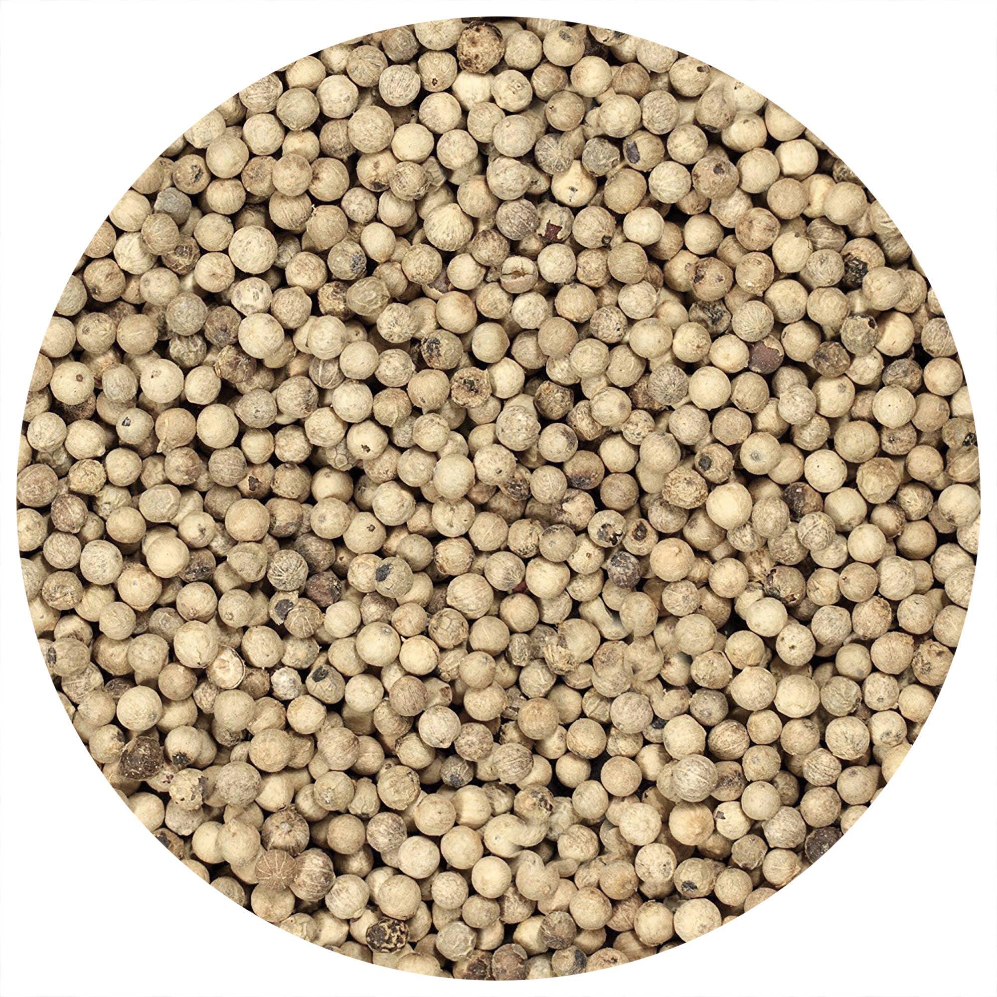 THE SPICE LAB - Wholesale Pepper/Peppercorns - White Peppercorns - Case of 6 - 2.2 oz with Grinder 1