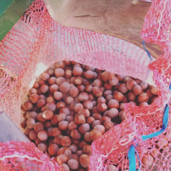 Hasselnötter med ekologiskt skal - kg för wholesale av Quinta da Avelã