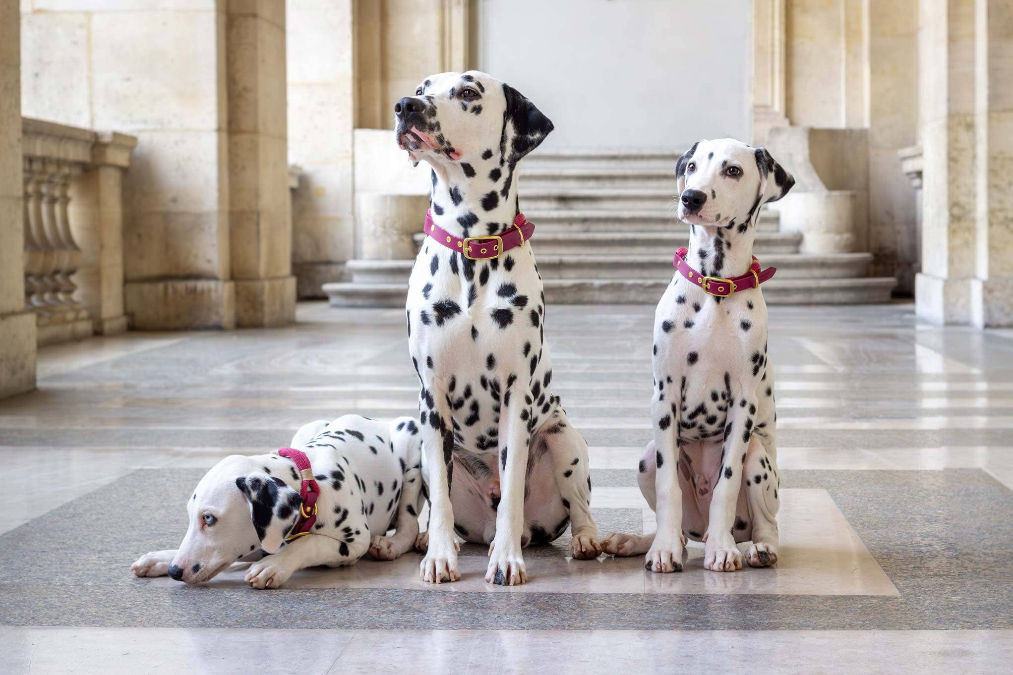 Atelier Markiz – Engroshandel Halsbånd - Hund – Sangria Halskæde2