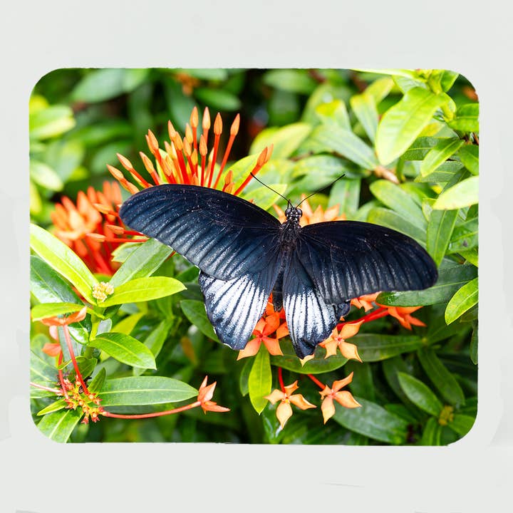 Mouse Pad-Papilio Memnon Butterfly for wholesale by Mike Ring Photography