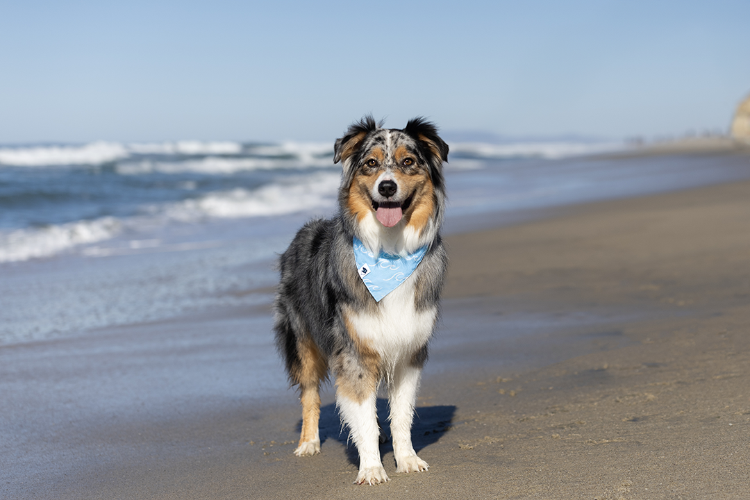 Dog Bandana Co. - Wholesale Pet Bandana - Dog - Shores Dog Bandana5