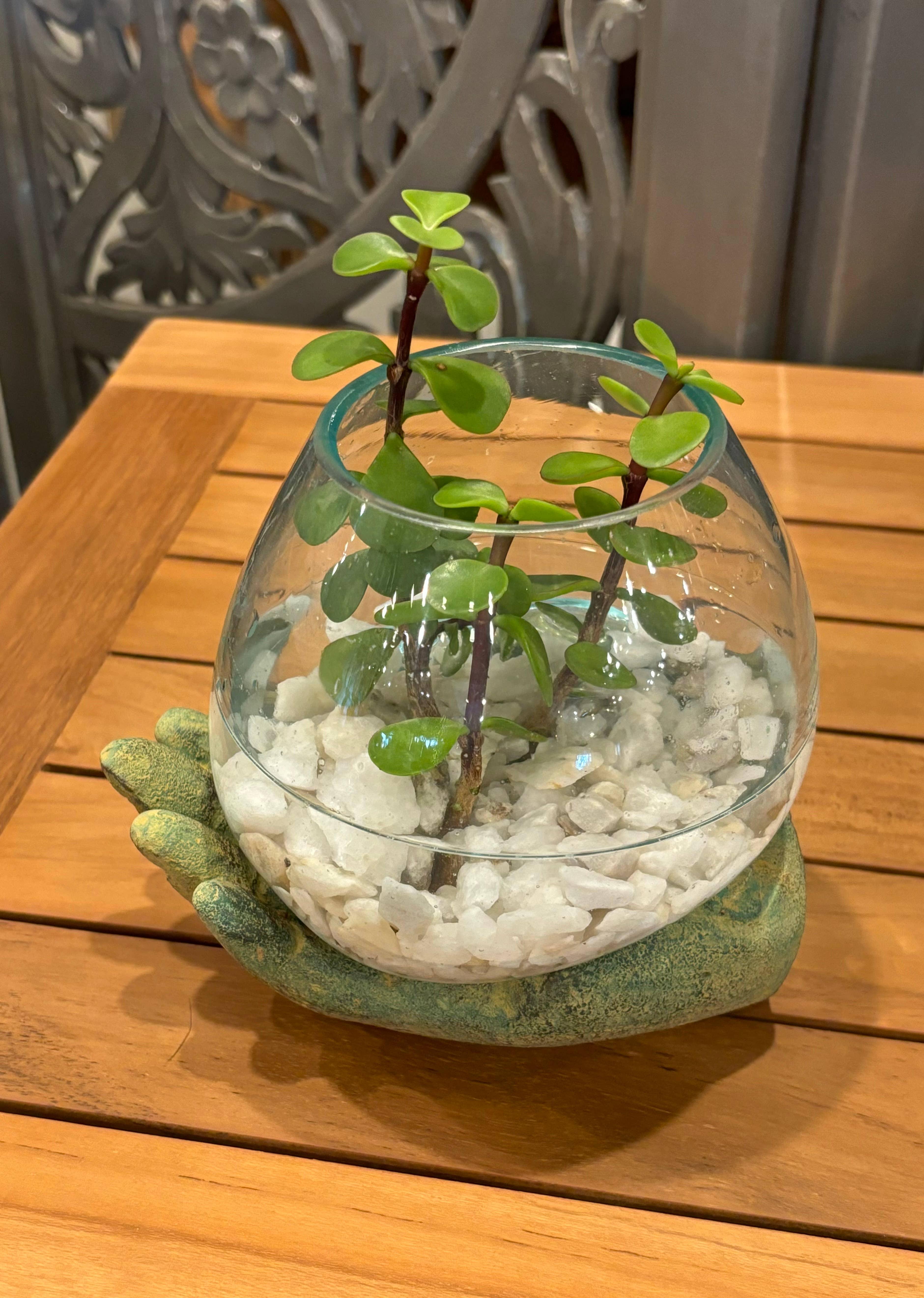 Asia West - Wholesale Decoratief bord/schotel/kom - Glazen terrarium/open hand terrarium/intentiekom6