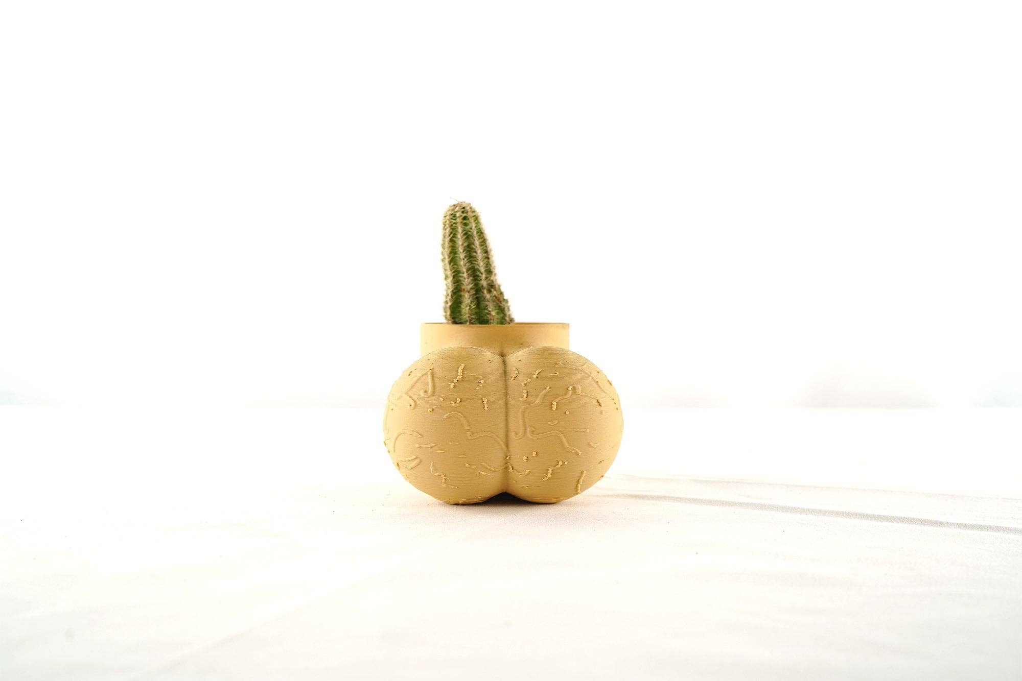 Rosebud Homegoods - Wholesale Plant Pot - Sir Richard Plant Pot, Optional Cactus3