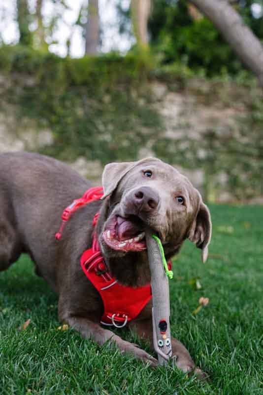 IGSM LTD – wholesale Pet toy – Dog – DOOG *NEW* The Stick Family - WOODY (The Husband)  3