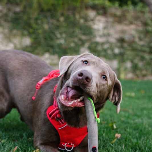 IGSM LTD – wholesale Pet toy – Dog – DOOG *NEW* The Stick Family - WOODY (The Husband) 3