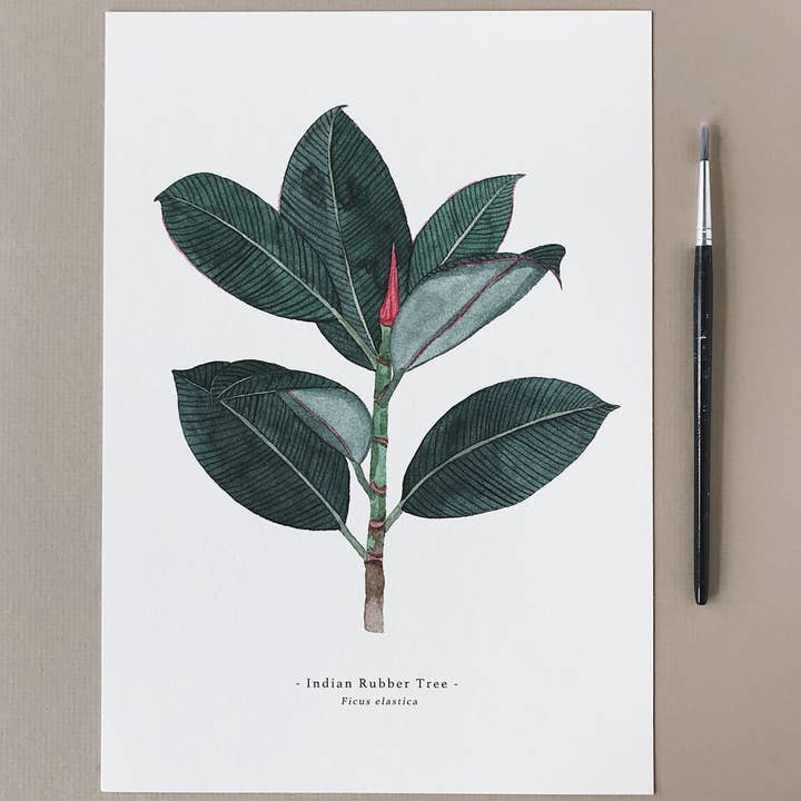 Katrina Sophia – wholesale Art print – Ficus Elastica A4 Print2