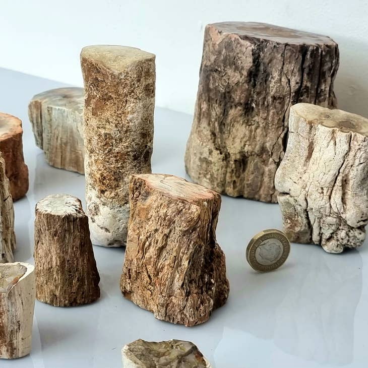 Distinction Crystals - Venta al por mayor Piedras/cristales espirituales - Madera fósil / Madera petrificada1