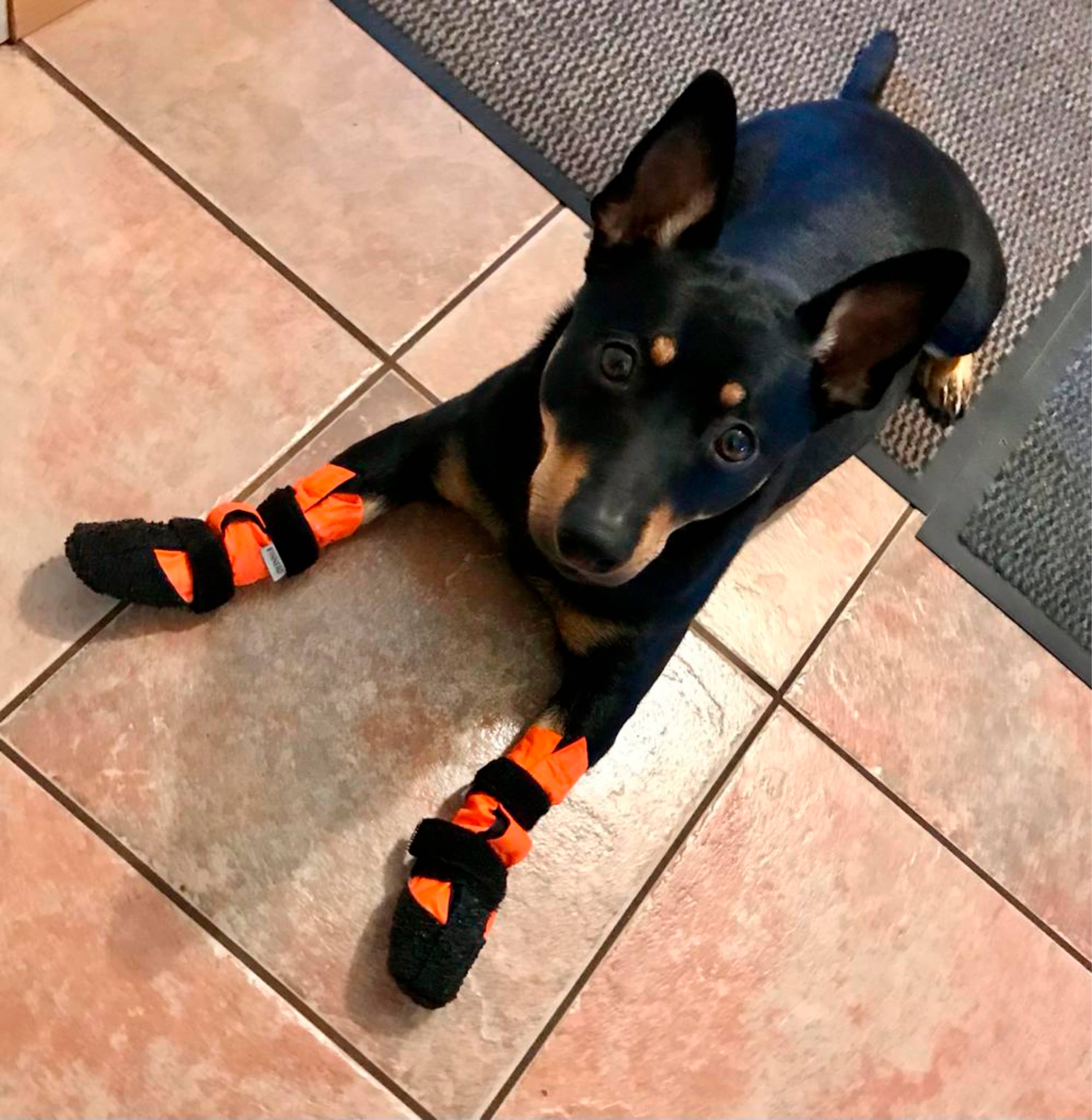 FINNERO - Vente Bottines – chien - FINNERO SULO bottines de protection pour chien, 2 pièces, orange13