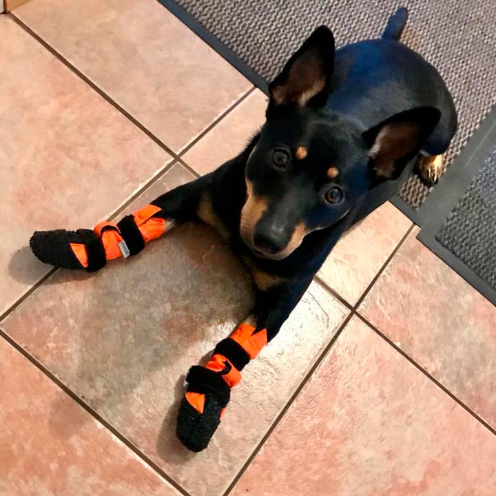 FINNERO - Wholesale Pet Boots - Dog - FINNERO SULO Protective Dog Booties 2 pcs/set, Orange13