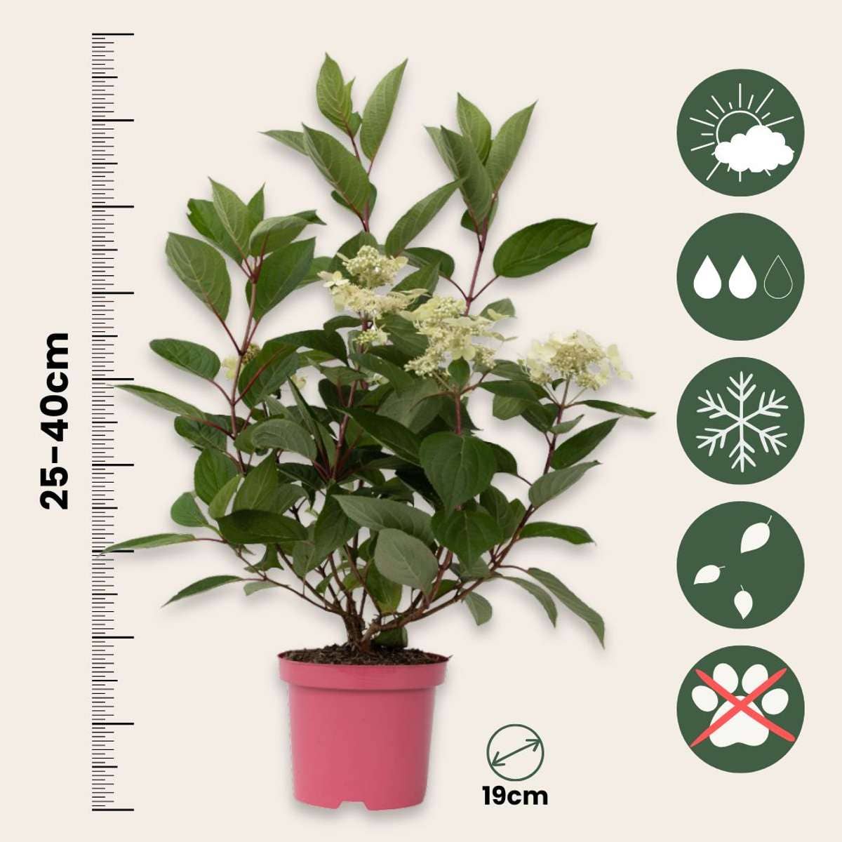 Oasis of Life - Wholesale Live Plant - Hydrangea paniculata 'Early Harry' – 2 plants – Height 25–40cm – Ø19cm – Early blooming panicle hydrangea with cream-white to delicate pink flowers – Hardy garden plant for beds, terraces & balconies3