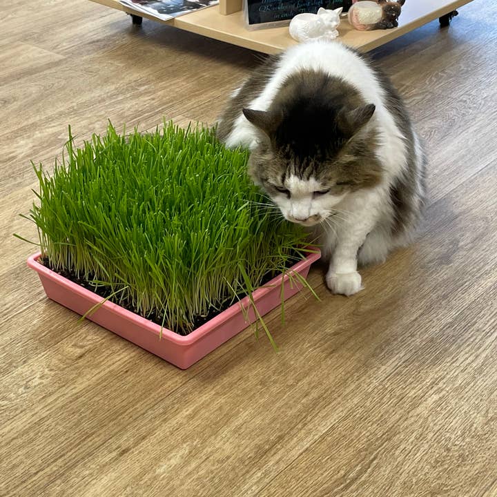 Single large Cat Grass Garden for wholesale by Mom’s Indoor Cat