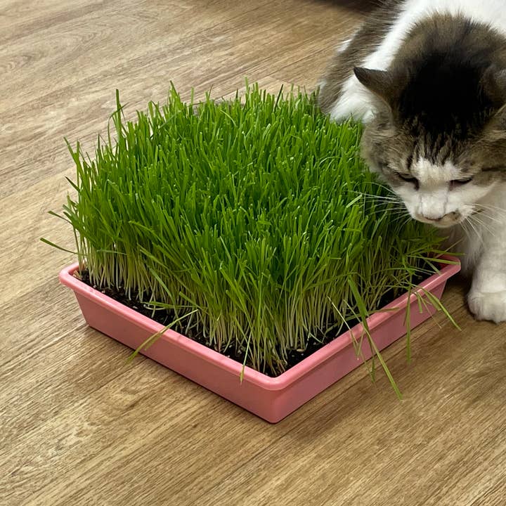 Mom’s Indoor Cat - Wholesale Catnip - 10” x10” Cat Grass Garden Tray/ organic seed