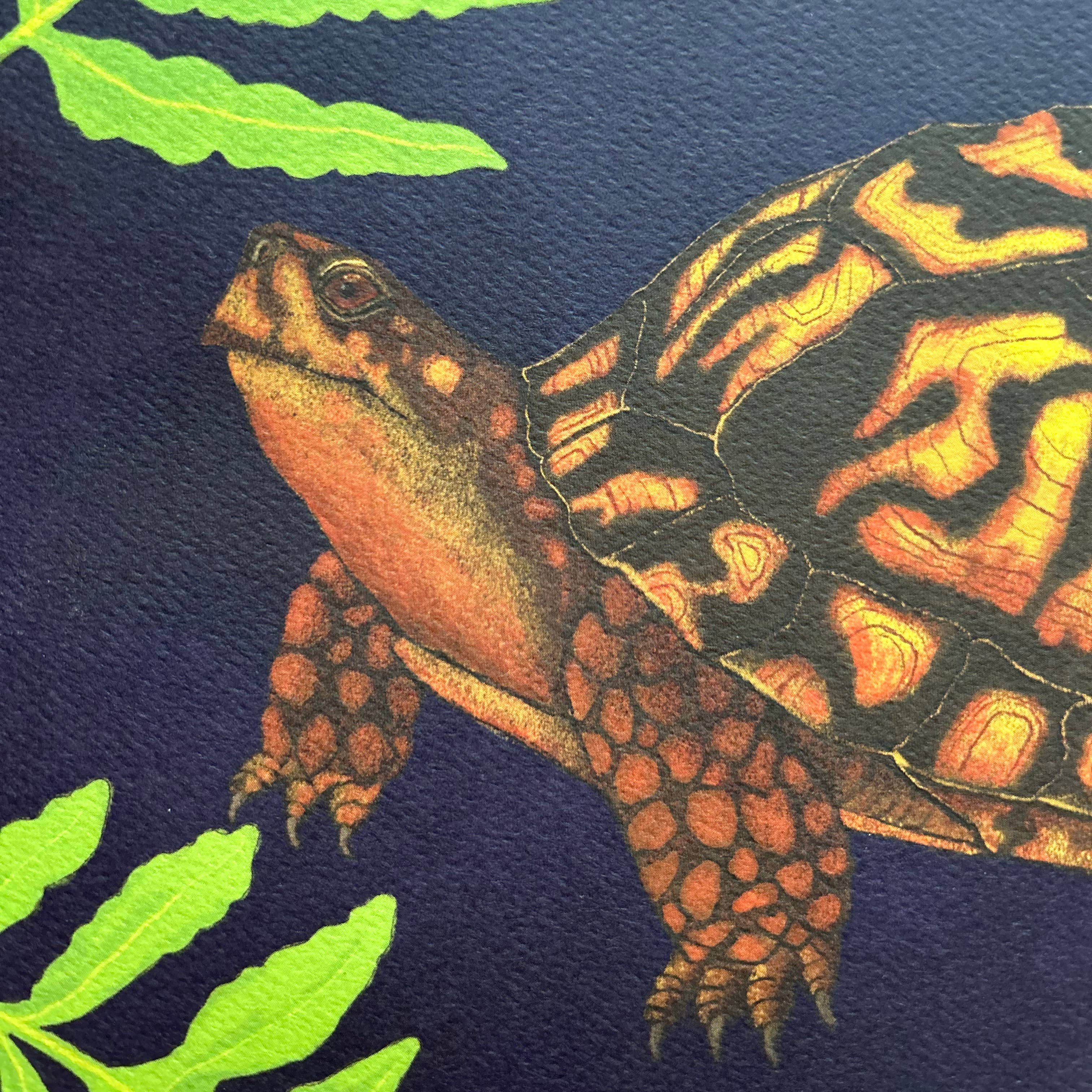 Moss and Mineral - Wholesale Art Print - Eastern Box Turtle, Scientific Illustration Botanical Print2