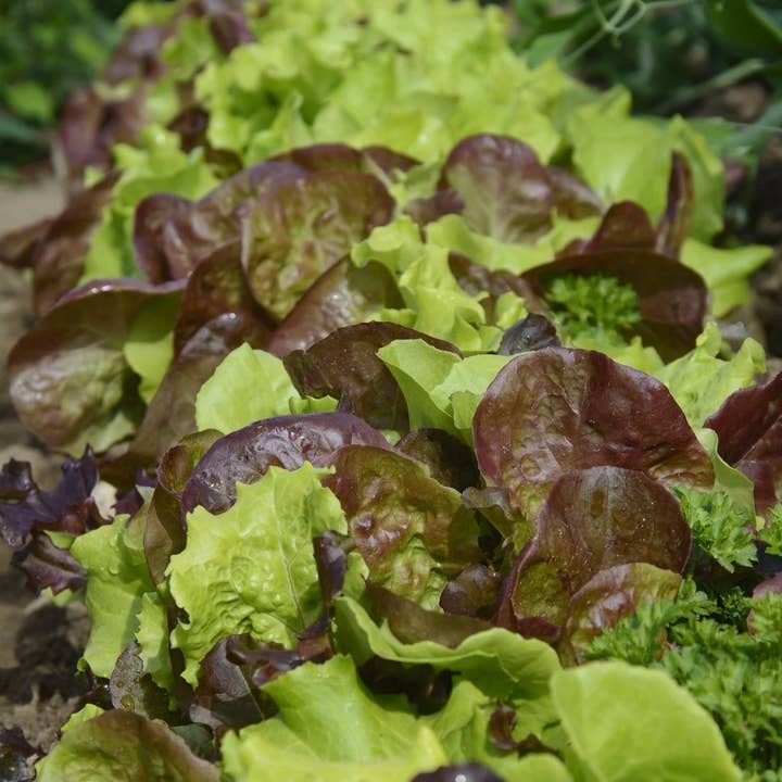 Sow True Seed - Wholesale Plant Seeds - Lettuce Seeds - Lettuce Mix, ORGANIC