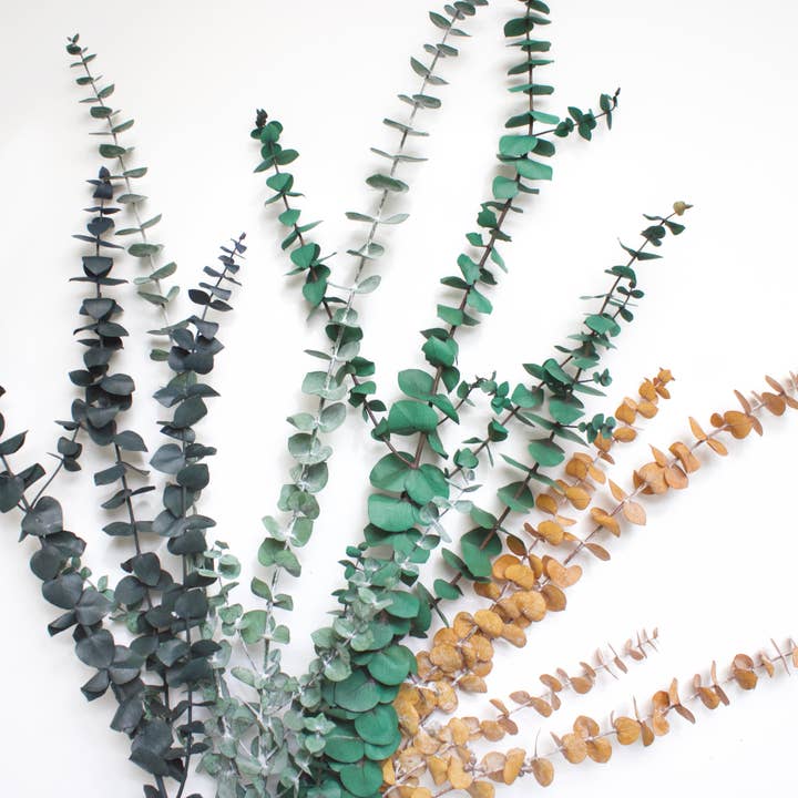 Roxanne's Dried Flowers - Wholesale Dried/Pressed Flowers - Eucalyptus - Spiral