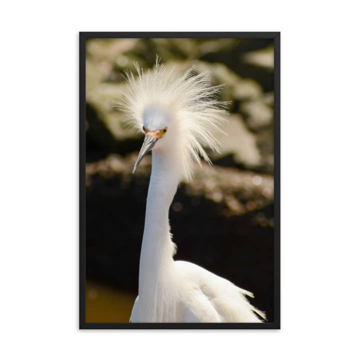 Snowy Egret Animal Wildlife Photograph Framed Wall Art Print for wholesale by Pipa Wall Art & Home Decor