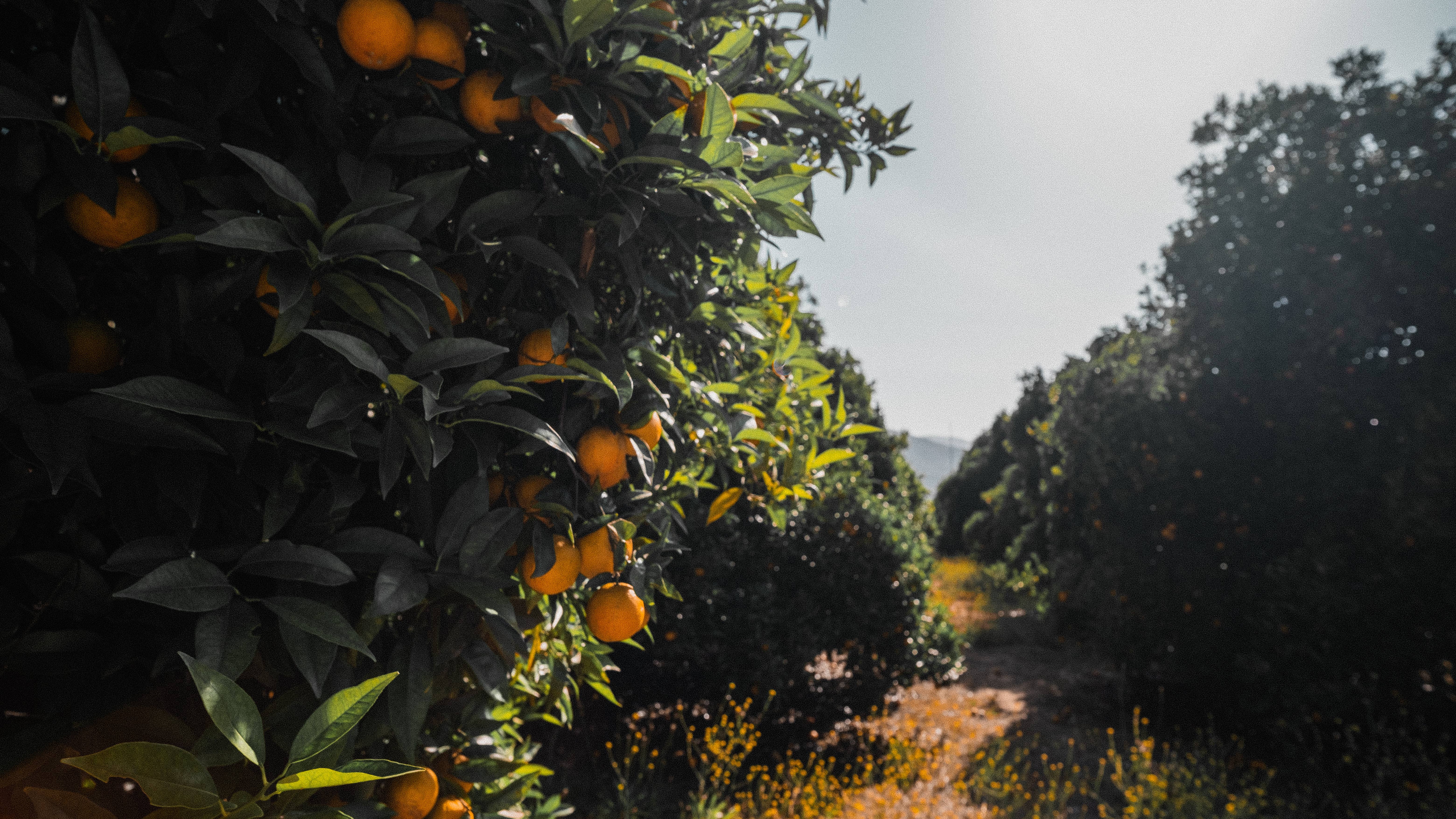 Good Honey - Wholesale Honey - 16oz San Diego Citrus Retail Jars - Case of 123