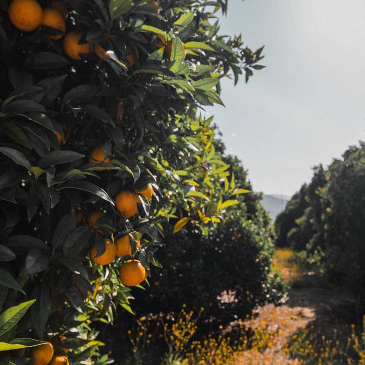 Good Honey - Wholesale Honey - 16oz San Diego Citrus Retail Jars - Case of 123