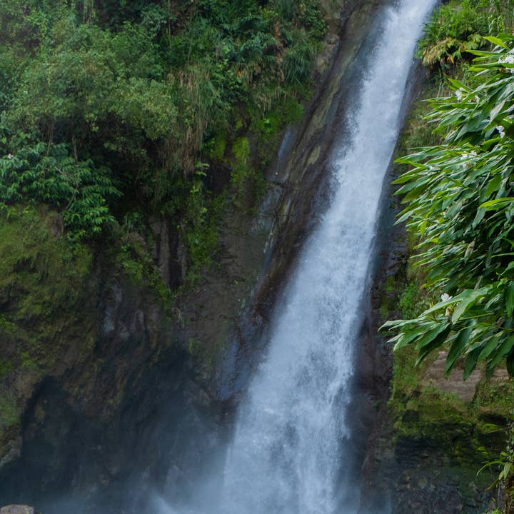 Paso Paso - Farmer Owned Coffee - Wholesale Coffee Beans - Costa Rica - Diego Robelo - Grand Peaberry Washed10