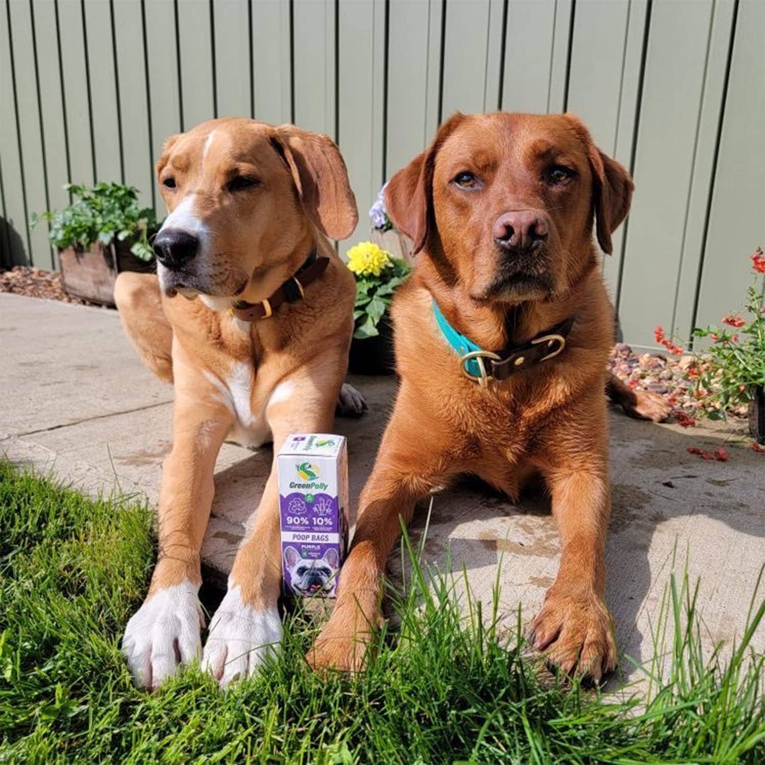 BioBag America Inc - Wholesale Pet Poop Bag - GreenPolly Dog Poop Bags – 540 Count, 90% Recycled Material1