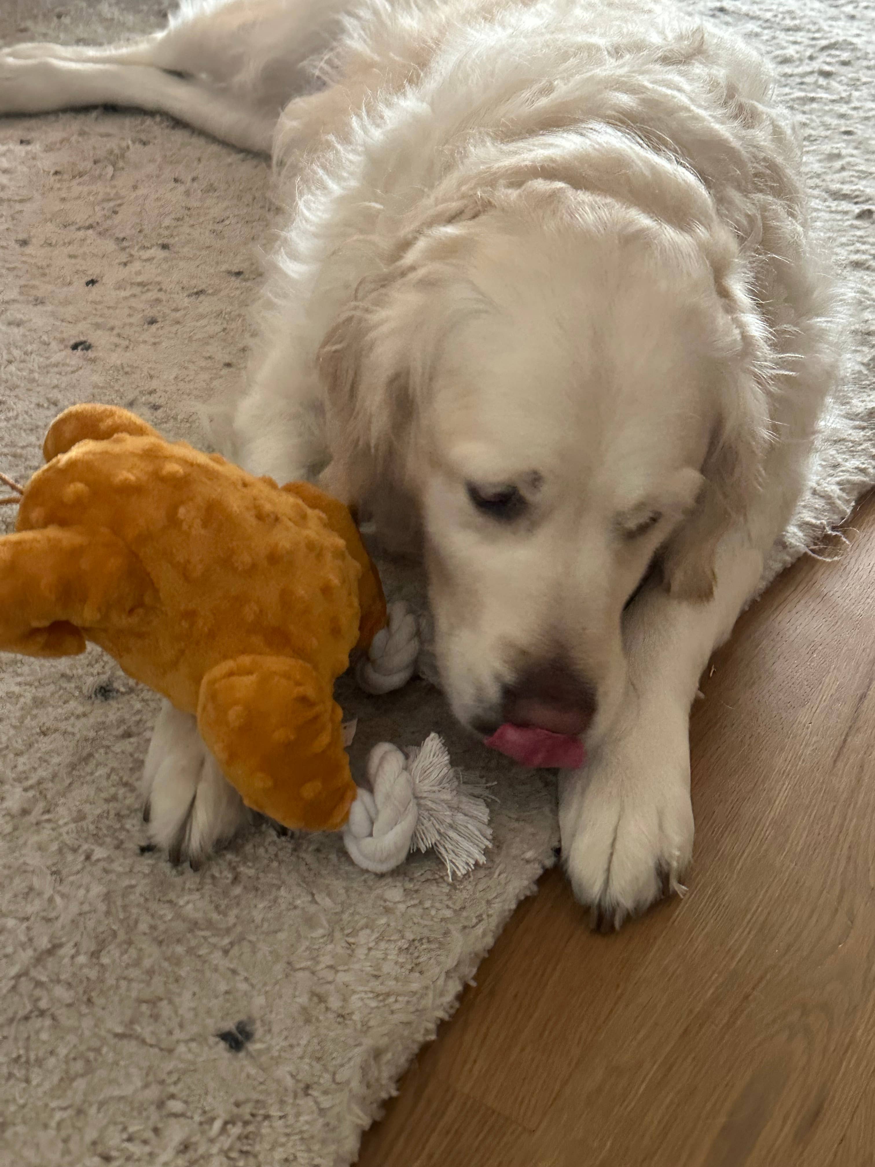 STEELDOG USA LLC - Wholesale Pet Plush Toy - Dog - Turkey1