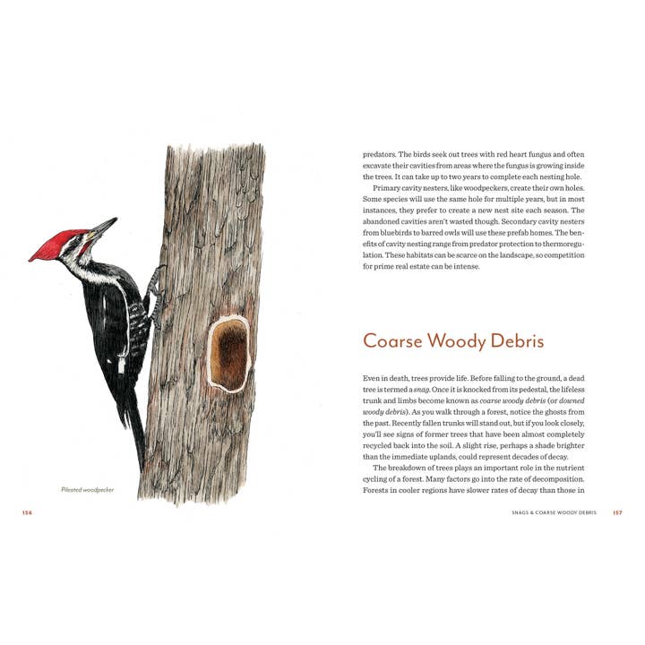 Mountaineers Books - Wholesale Book - Adult - Knowing the Trees: Discover the Forest from Seed to Snag