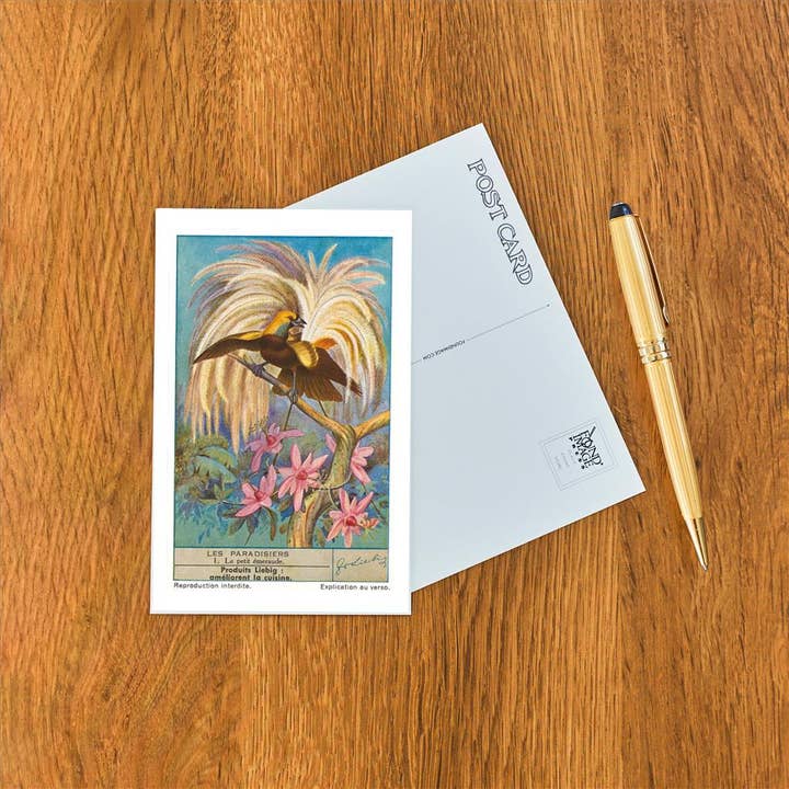 Found Image Press - Wholesale Postcard - Postcard BD-265 Bird of Paradise1