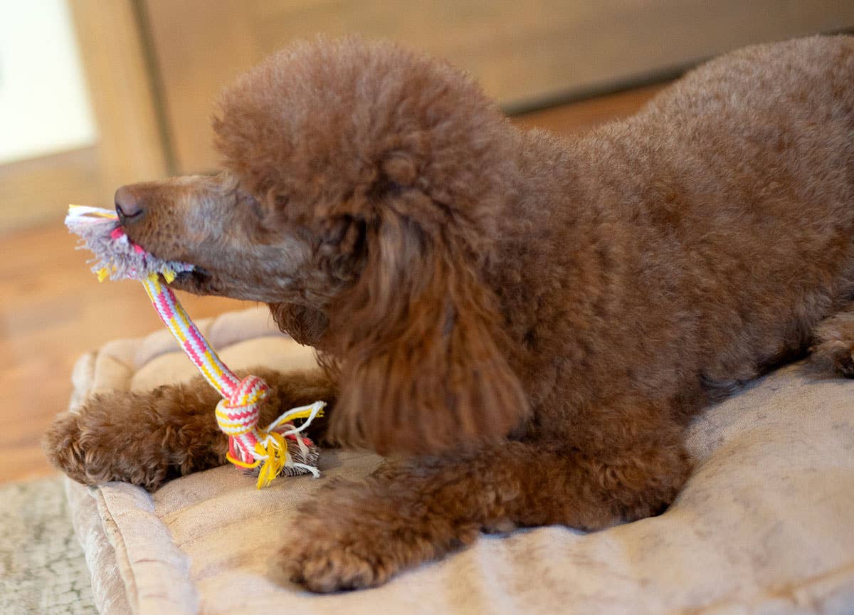 Pet Palette Distribution - Wholesale Pet Rope Toy - Dog - ThoozyPet 2-Knot Rope Dog Toy Yellow / Pink 8.5"3