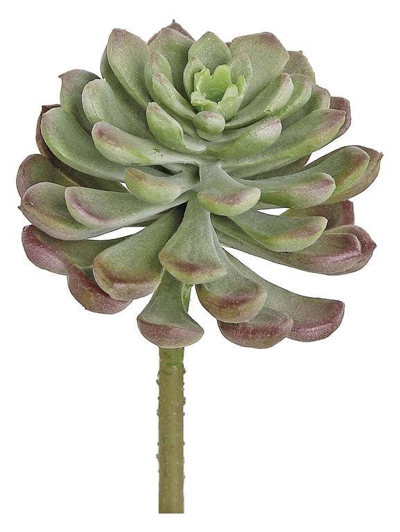 Select Artificials, Inc. - Wholesale Succulent - Tear Leaf Succulent, 4", Sage/Burgundy0