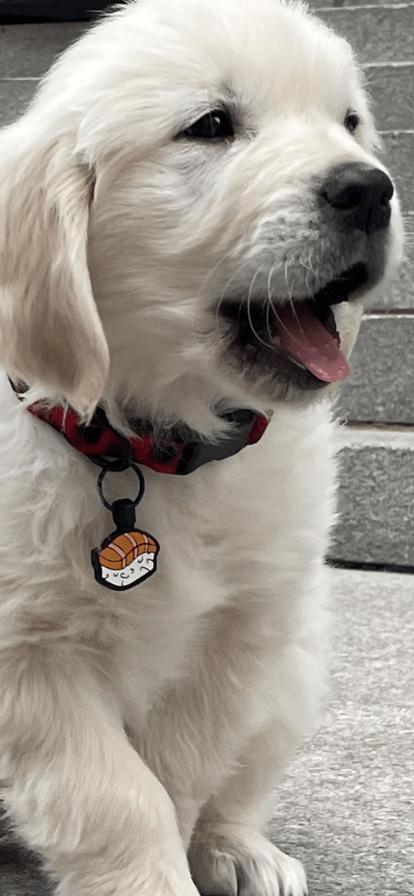 Besties Pets - Wholesale Pet Identification Tag - Cat - Sushi Silicone Cat ID Tag5