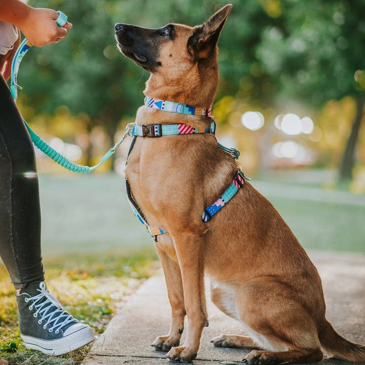 Stylish Hound - Wholesale Pet harness – Dog - Milano Explorer Chest Plate4