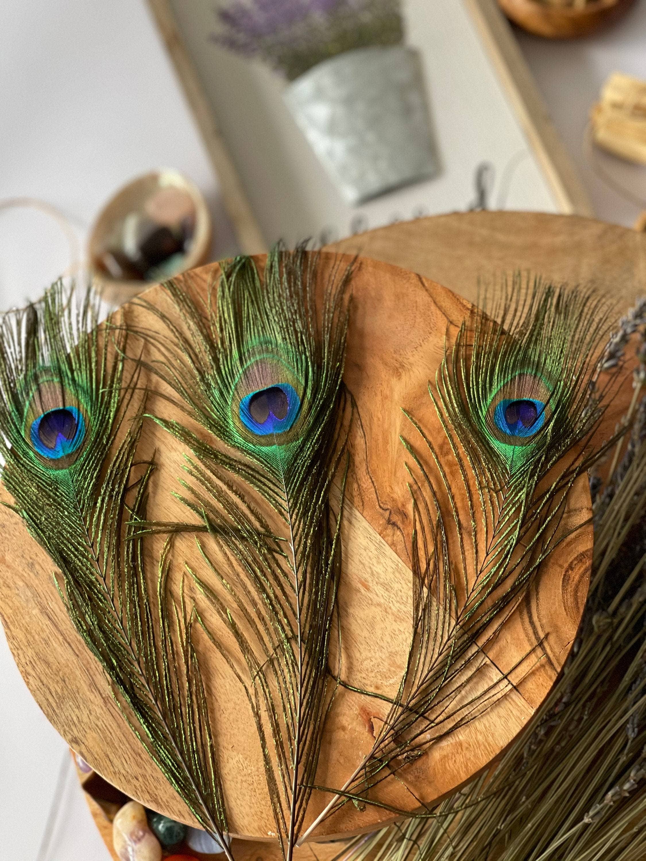 CaNatureLover - Wholesale Veren - Natuurlijke pauwenveren uit de VS, 10" - 12" Big Eye Natural Peac6
