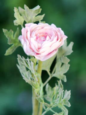 Artificial Pale Pink Ranunculus for wholesale by Mezu Silk Flowers