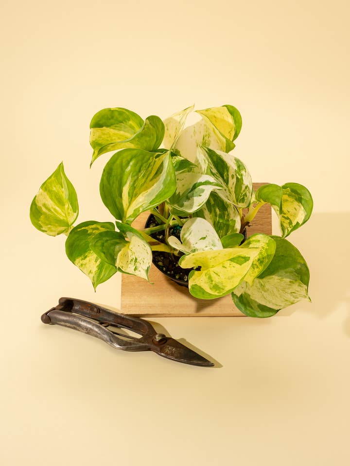 4" Epipremnum Aureum 'Manjula Compacta' for wholesale by BWH Plant Co