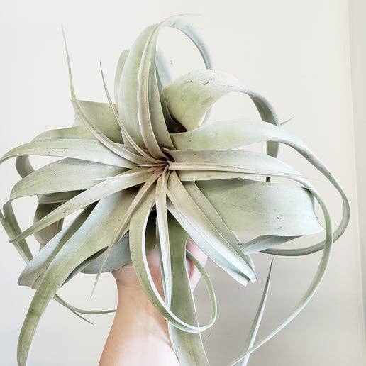 Tillandsia Air Plants - Tillandsia Xerographica for wholesale by Catchpenny
