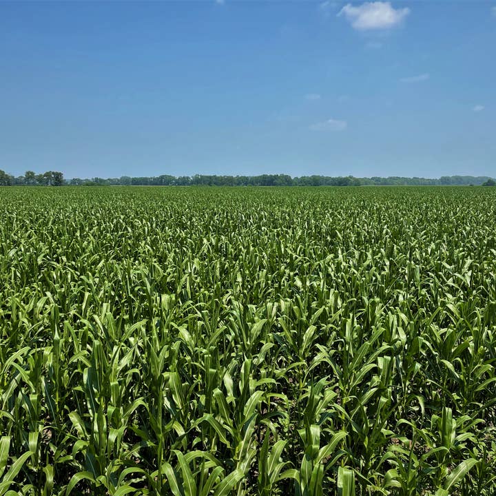 Doudlah Farms Organics - Wholesale Popcorn - Organic Yellow Popcorn7