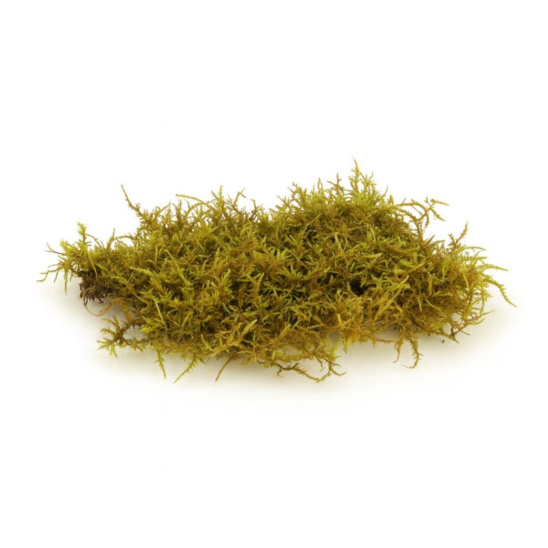 Moss & Stone Gardens – Engroshandel Ægte plante – Levende bregnemos til terrarier1