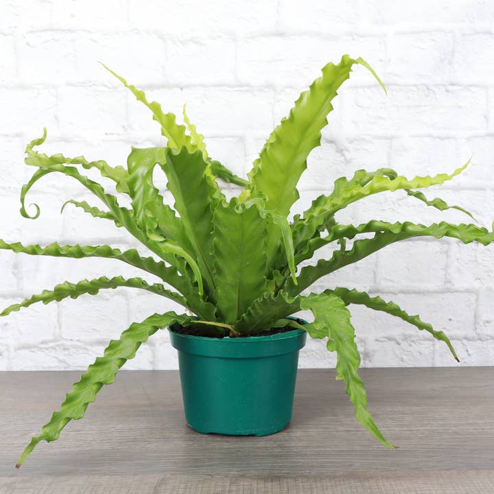 Thorsen's Greenhouse - Wholesale Live Plant - Victoria Bird's-Nest Fern - Live Plant