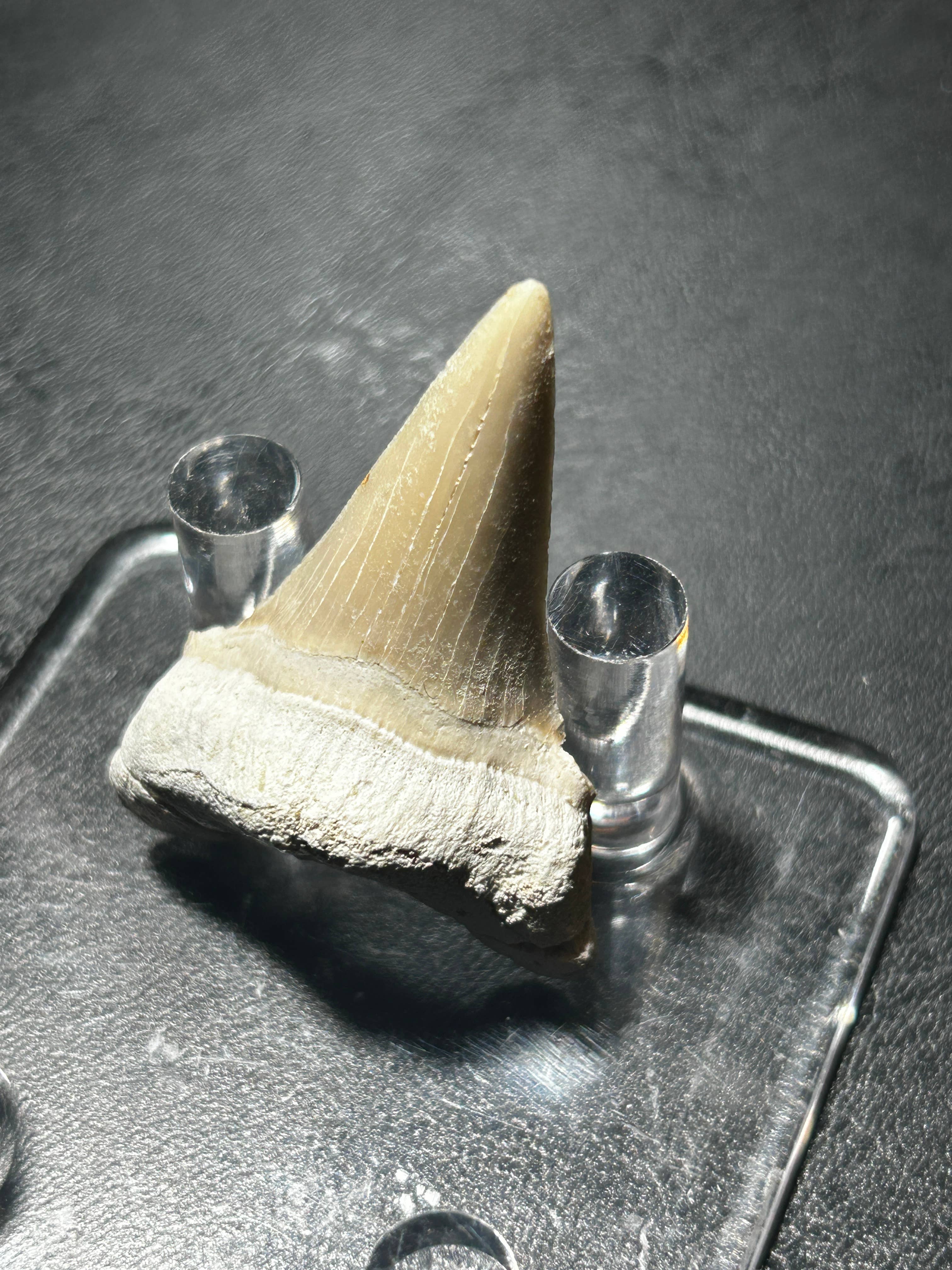 Metaphysical & Healing Crystals - Wholesale Spiritual Stone/Crystal - SHARK TEETH5