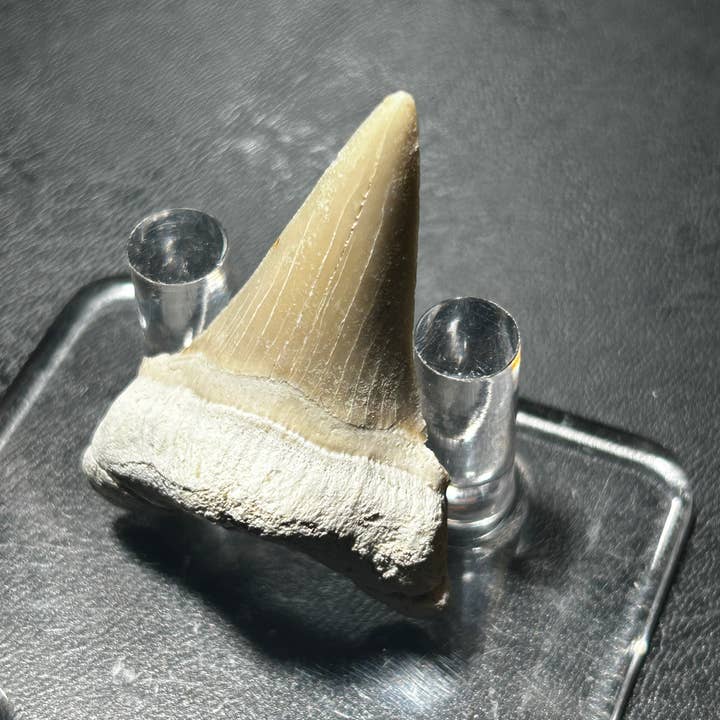 Metaphysical & Healing Crystals - Wholesale Spiritual Stone/Crystal - SHARK TEETH5