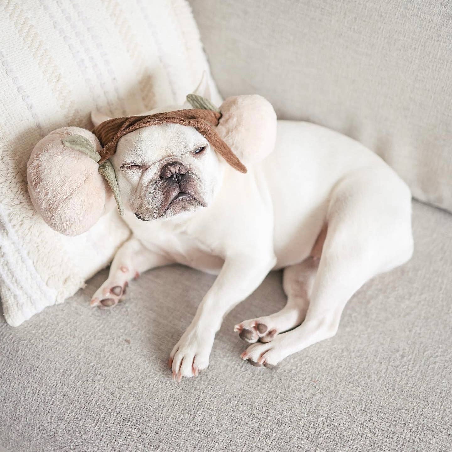 Lambwolf EU - Wholesale Pet Plush Toy - Dog - MOMO//Enrichment Toy4