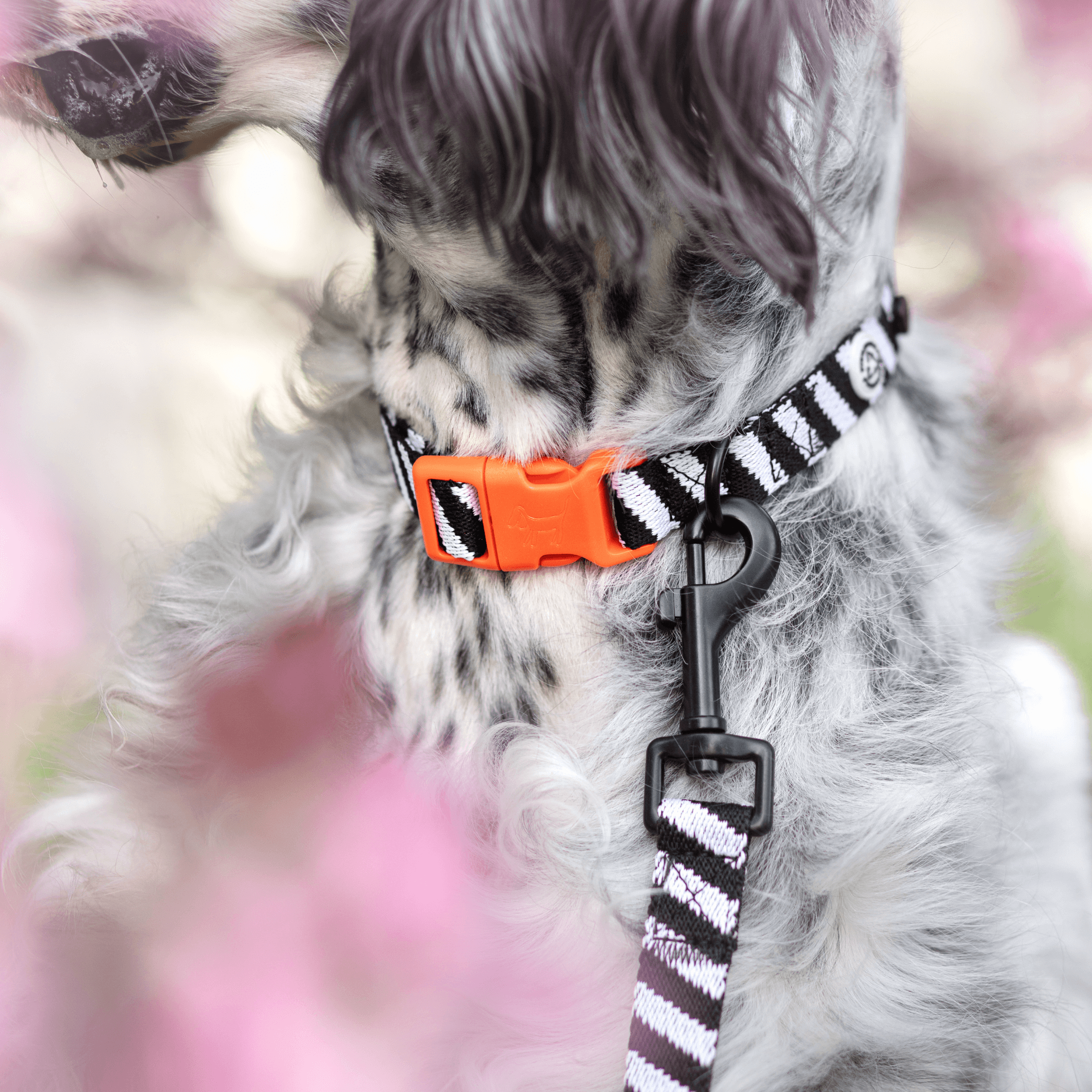 Barkalot - Wholesale Pet Collar - Dog - Zebra Dog Collar3