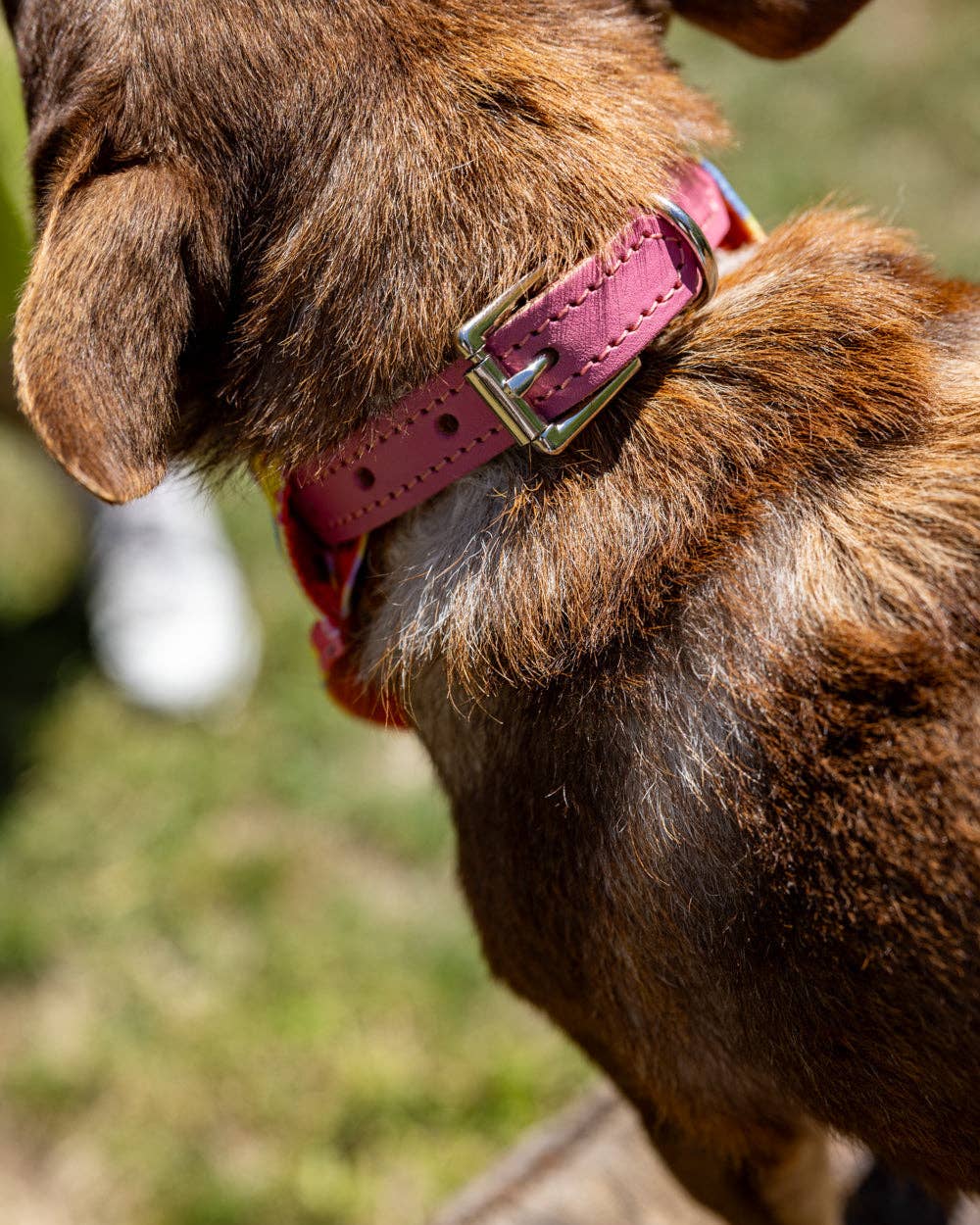 Hiro + Wolf – wholesale Pet collar – Dog – Psychedelic Garden Dog Collar2