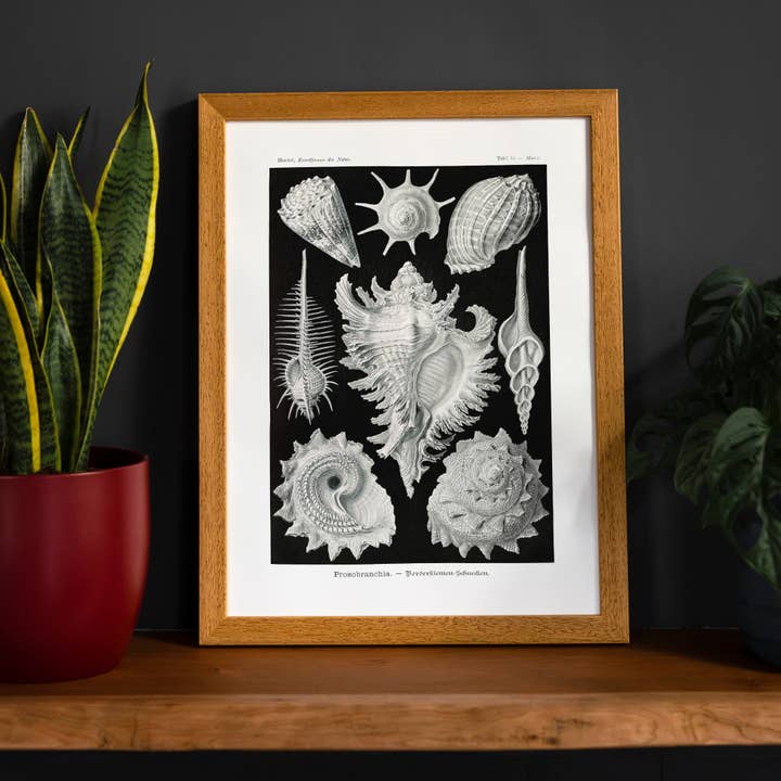 Stampa Antica Conchiglie Mare per la vendita all'ingrosso da parte di Ink & Drop