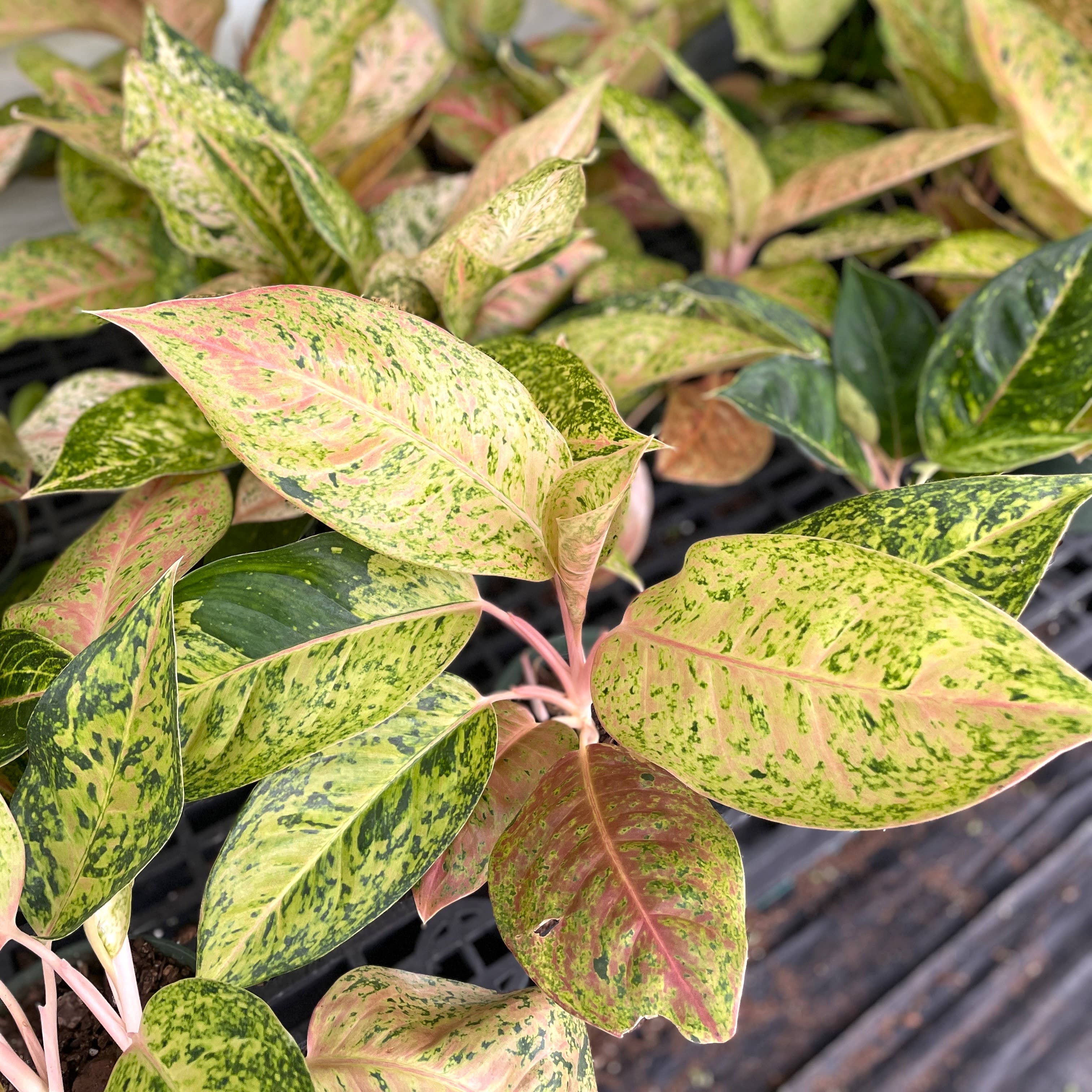 Thorsen's Greenhouse - Vente Plante - Aglaonema Dizzy Diamond - Plante vivante de 6 pouces6