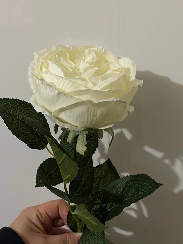 Single Stem David Austin Rose White for wholesale by JKF & Co Pty Ltd