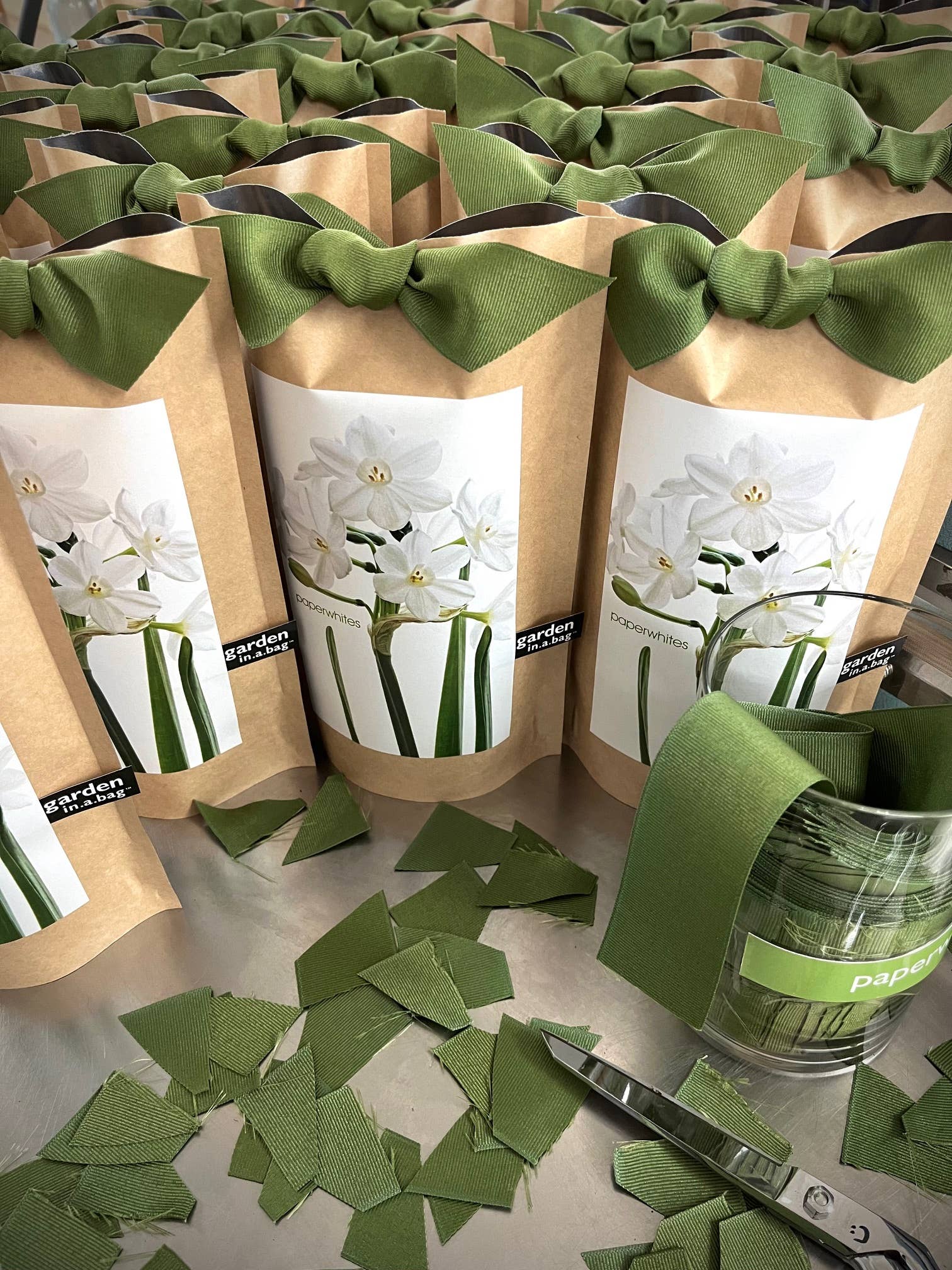 Potting Shed Creations, Ltd. - Wholesale Live Plant - Garden in a Bag Paperwhites | Fall & Christmas | Best Seller8